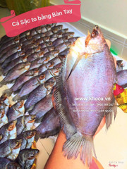 Khô cá sặc bổi, Cá sặc rằn An Giang, cá sặc lạt, không mặn, hàng bao ngon
