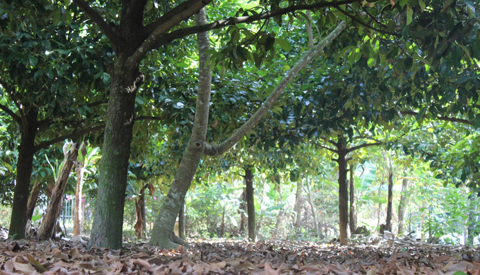 Vườn Trái Cây Tư Luân