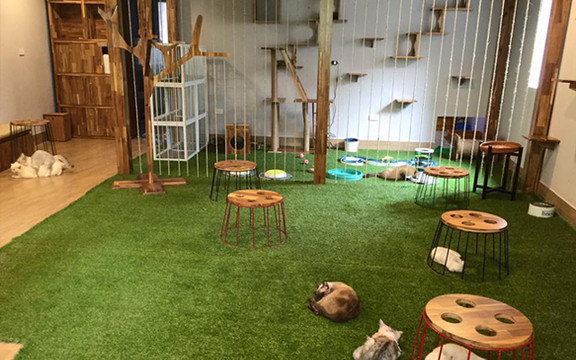 Ailu Coffee - Cafe Mèo - Trấn Vũ