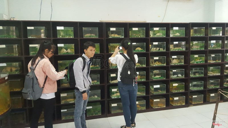 Tiêu bản các loài cá