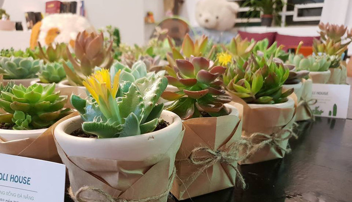 Oli House - Xương Rồng & Các Loại Cây Cảnh Mini