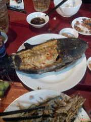 cá bò đá