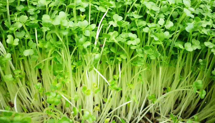 Rau Mầm Hữu Cơ - Tổ 10