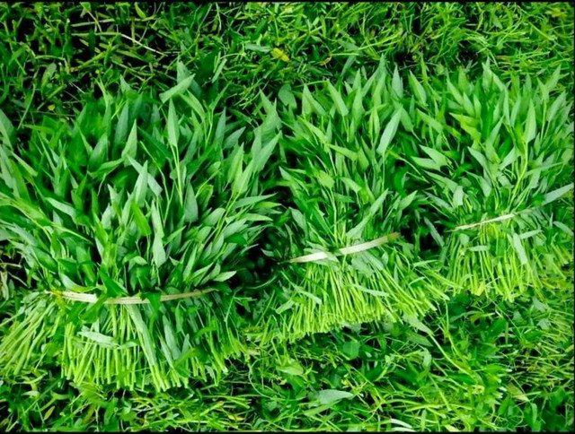 Lavan Food - Thực Phẩm & Trái Cây Theo Mùa