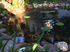 Hồ cá mini bên góc vườn