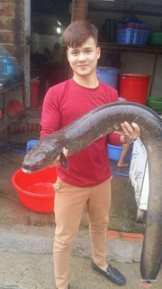 Cá chình khủng 16kg tại Ngư Quán
