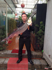 Cá măng 12kg tại Ngư Quán