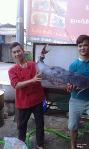 Cá chiên 16Kg tại Ngư Quán