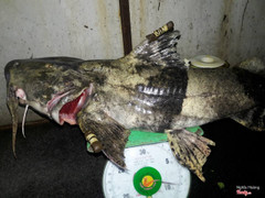 Cá chiên sông Đà tại Ngư Quán