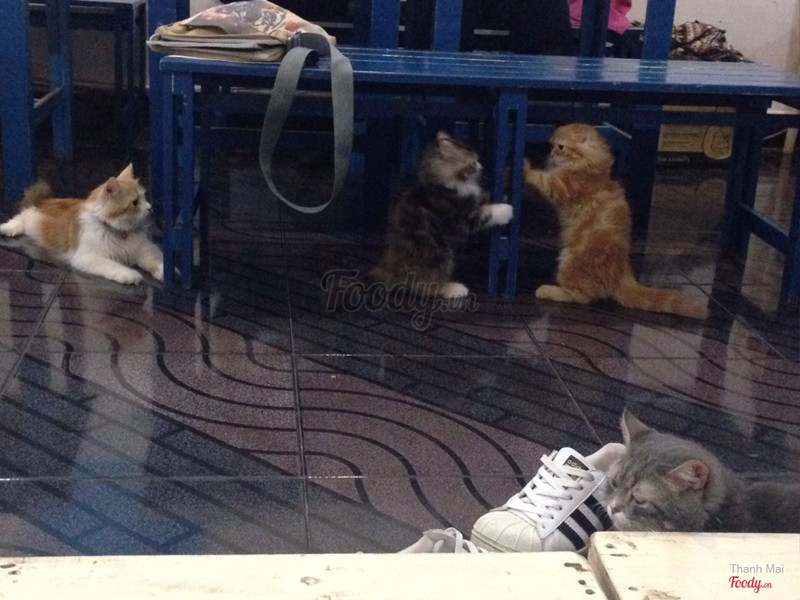cafe thú cưng BFF