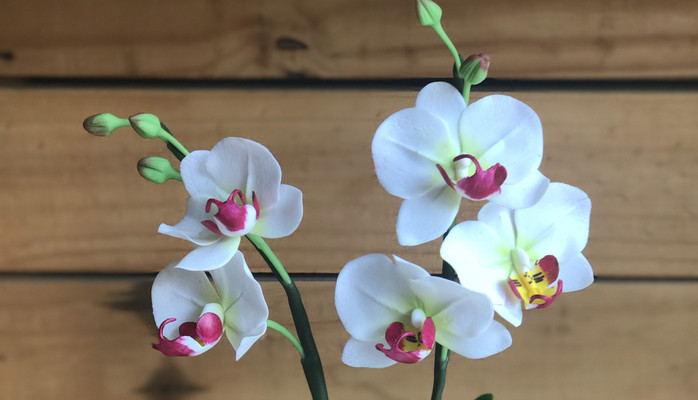 Phú Quý Orchids - Shop Hoa Lan Hồ Điệp Tphcm