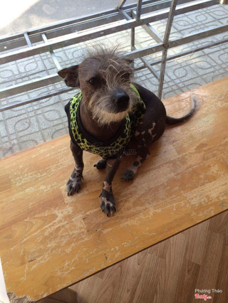 thú cưng ở hachiko cafe