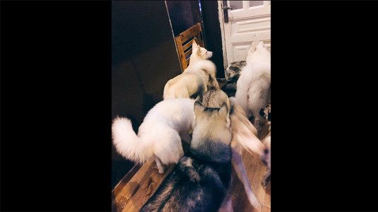 Hachiko Coffee - Cafe Thú Cưng