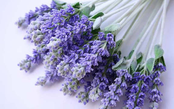 Cửa Hàng Hoa Vscential - Pasteur