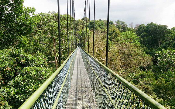 TreeTop Walk