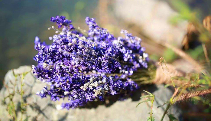 Max Flower - Hoa Khô Nhập Khẩu