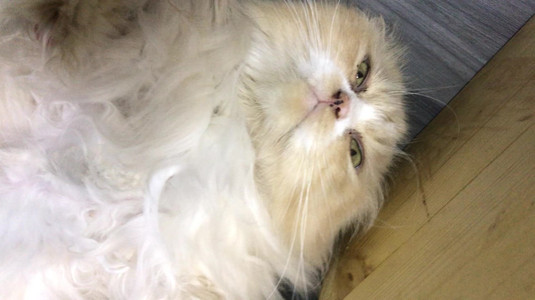 Mèo ốm, bẩn, ko đc chăm sóc