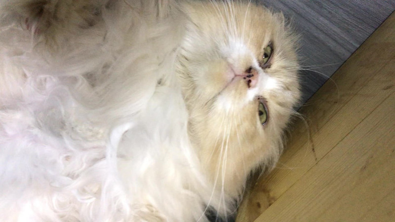 Mèo ốm, bẩn, ko đc chăm sóc