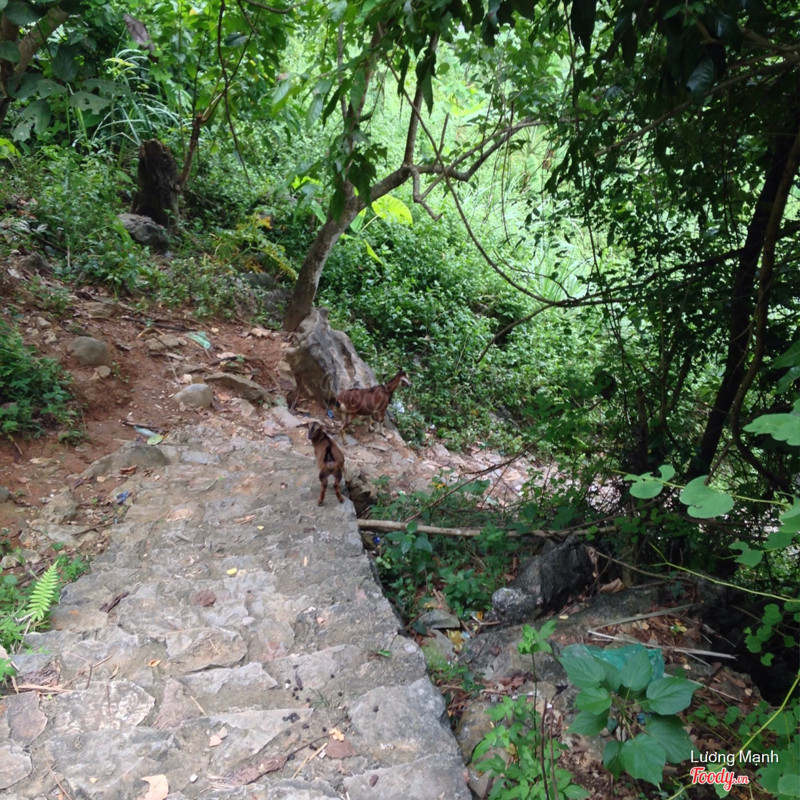 Những chú dê leo núi thoăn thoắt