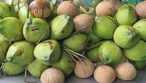 Dừa Xiêm Xanh Thiên Ân