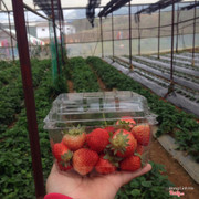 Thành quả vừa hái vừa ăn, hái mệt khiếp chứ không đùa đâu :v