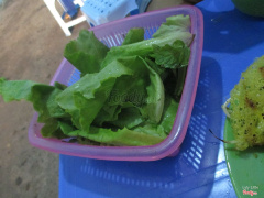 Rổ rau toàn xà lách của mình