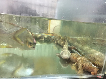 Cá nhám, cá chim,cá mang ếch