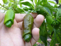 Quán có cây ớt độc lạ ghê trời..!