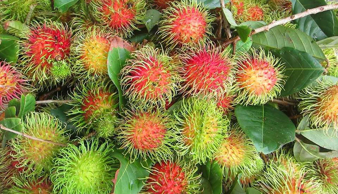Út Kiểu - Vựa Trái Cây Miền Tây