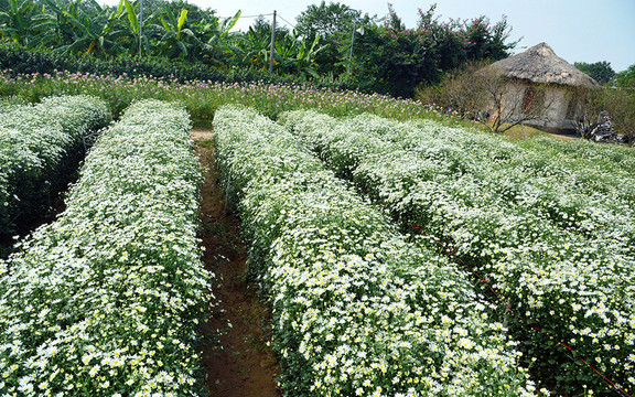 Vườn Bông Hà Thanh