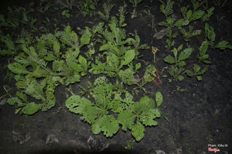 Một luống cải quá lứa 