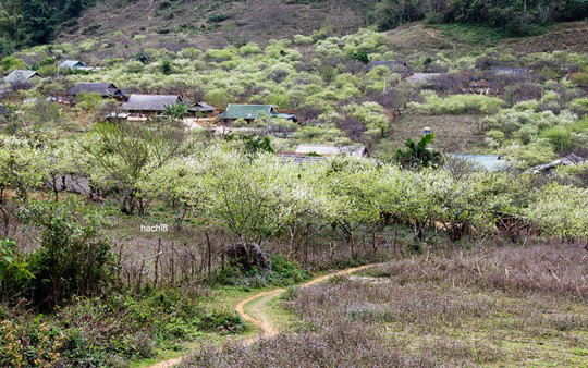 Bản Lóng Luông