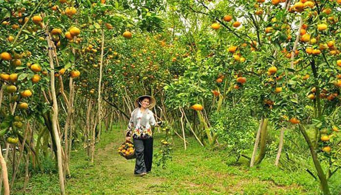 Vườn Trái Cây Sinh Thái Tám Sáng