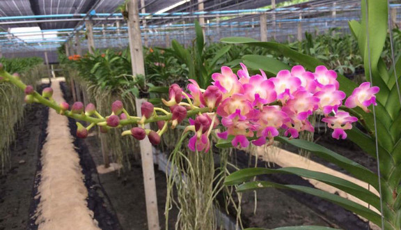 Phong Lan Thái Đài