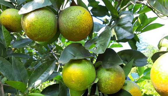 Việt Anh - Hoa Quả Sạch