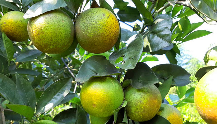 Việt Anh - Hoa Quả Sạch