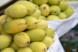 xoài cát hòa lộc