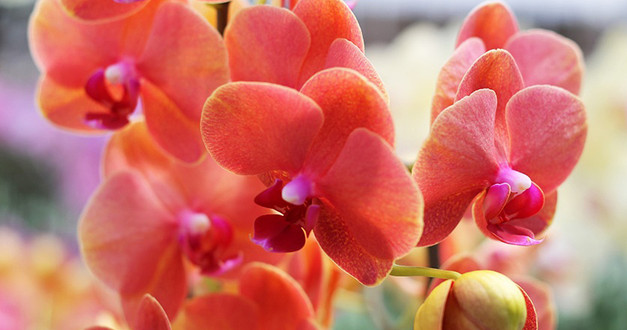 Flower Box Orchid 