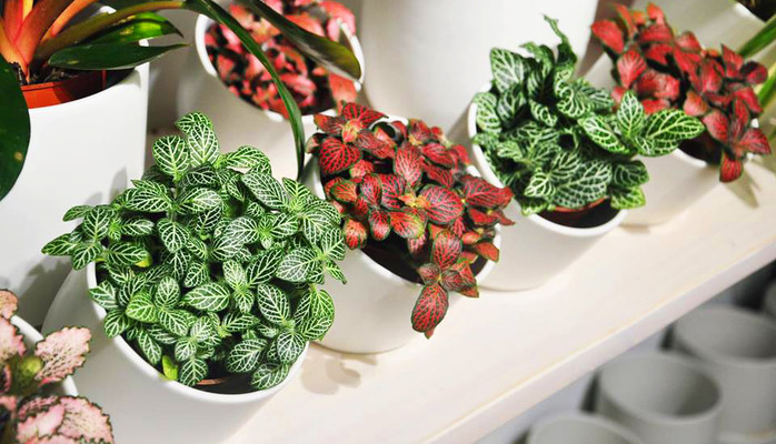 Cây Cảnh Anywhere Design