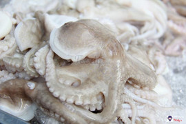 Bạch tuộc nhỏ