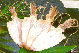 Khô mực