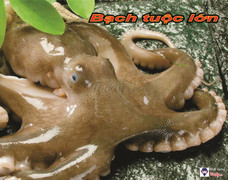 Bạch tuộc lớn