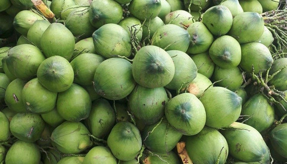 Dừa Siêm 81 - Nguyễn Phúc Chu