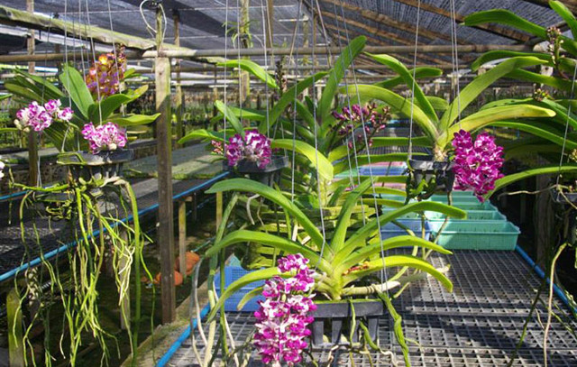 Shop Hoa Cây Cảnh Châu