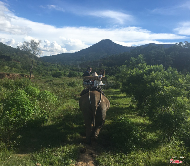 Phía sau bạn voi