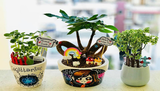 Những địa điểm có SEN ĐÁ đẹp, giá tốt