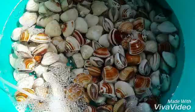 HẢI SẢN TƯƠI 🐡🐙🐚🐌🐠