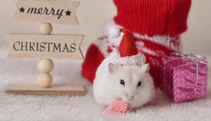 The Hamster Pet Shop