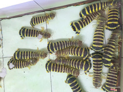 tôm tích to kinh khủng khiếp