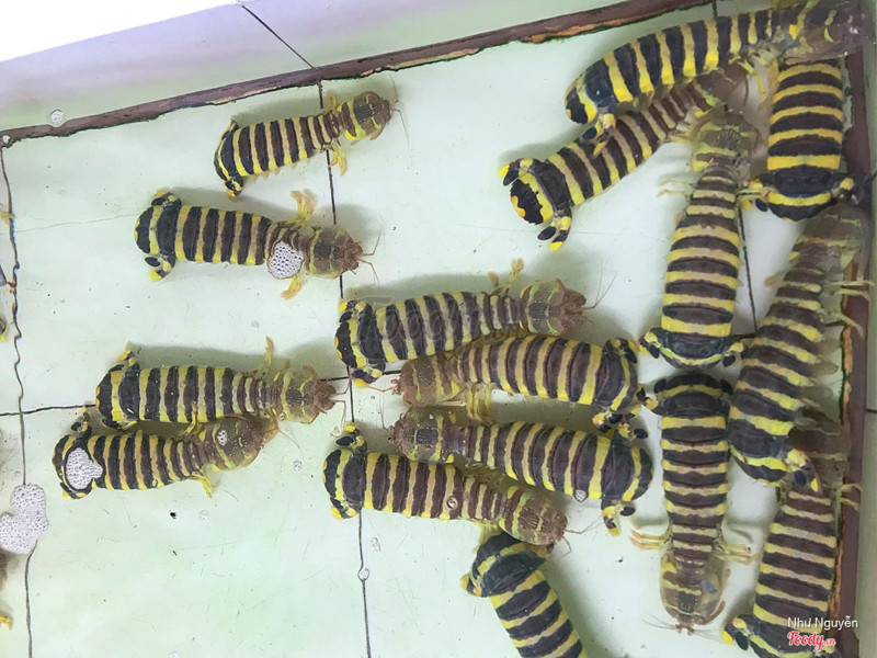 tôm tích to kinh khủng khiếp